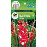 Гладиолус Zizanie