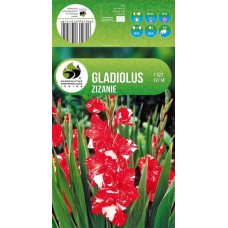 Gladiolus  Zizanie