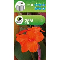 Канна Dark Leaved Verdi