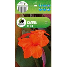 Canna Dark Leaved Verdi