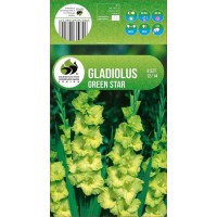 Gladiola Green Star