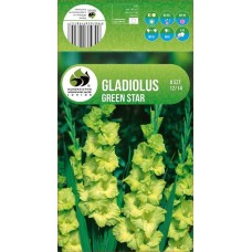 Gladiolus  Green Star