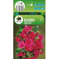 Begonia Casc Pink