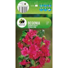 Begonia Casc Pink