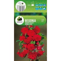Begonia Casc Red
