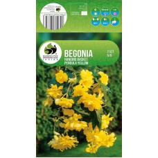 Begonia Casc Yellow