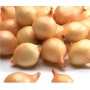ONIONS SEEDLING STURON 25/30 MM 1 KG