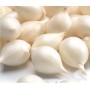 ONIONS SEEDLING SNOWBALL 14/21 0,5 KG