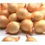 ONIONS SEEDLING CUPIDO 14/21MM 0,5KG