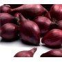 ONIONS SEEDLING KARMEN 14/21 0,5 KG