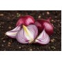ONIONS SEEDLING KARMEN 14/21 0,5 KG