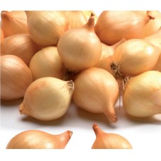 ONIONS SEEDLING STURON 14/21 MM 1KG