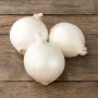 ONIONS SEEDLING SNOWBALL14/21 0,5 KG