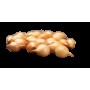 ONIONS SEEDLING CRUSADO 14/21 MM 0,5 KG