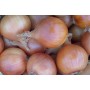 ONIONS SEEDLING CRUSADO 14/21 MM 0,5 KG