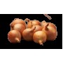 ONIONS SEEDLING GOLDEN GOURMET 22/44 0,5KG