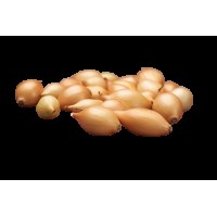 YELLOW ONION SEEDLINGS SHAKESPEARE 21/24 0,5KG