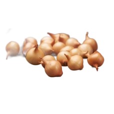 YELLOW ONION SEEDLINGS SHAKESPEARE 21/24 0,5KG