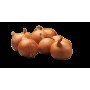 ONIONS SEEDLING YELLOW MOON 22/44 0,5KG PROFI