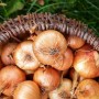 ONIONS SEEDLING YELLOW MOON 22/44 0,5KG PROFI