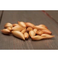ONIONS SEEDLING BIRNFORMIGE 14/21 0,5 KG