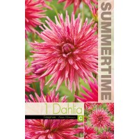 Георгина Cactus Alain Mimoun