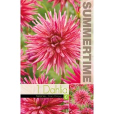 Георгина Cactus Alain Mimoun