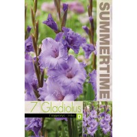 Gladiool Big Milka