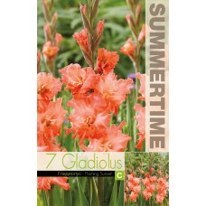 Gladiola Ruffled Flaming Sunset