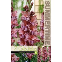 Gladiolus Ruffled Rusty Chesnut