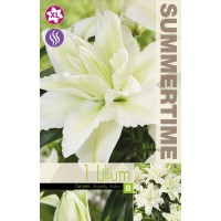 Lilium Decorative Double Roselily Aisha