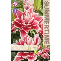 Lilium Decorative Double Roselily Samant