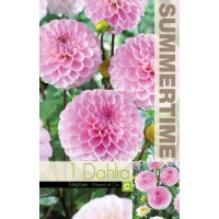 Dahlia Pompon Wizard Of Oz