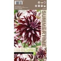 Dahlia Tartan
