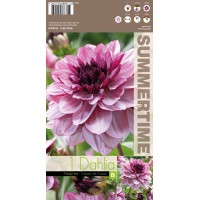 Dahlia Crème De Cassis