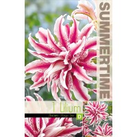 Lilium Decorative Double Magic Star (Or)