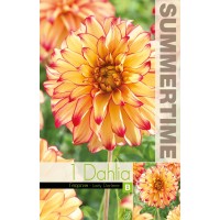 Dahlia Decorative Lady Darlene