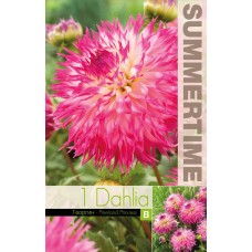 Daalia Cactus Pinelands Princess