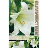 Lilija Trumpet White Heaven