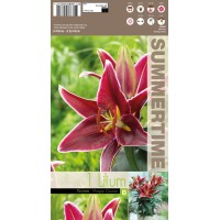 Lilium Magny Course