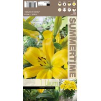 Lilium Goldwing