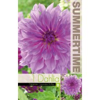 Dālija Lavender Ruffles