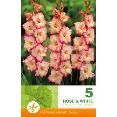 Gladiolus  Rose & White