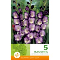 Gladiola Blue/White