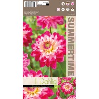 Dālija Senior'S Dream