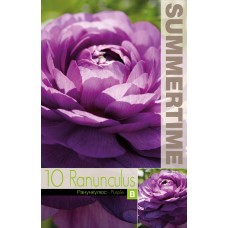 Ranunculus  Purple