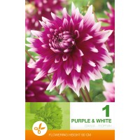 Daalia Decorative Purple & White
