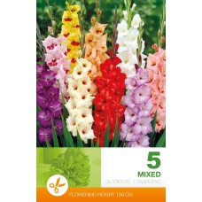 Gladiolus  Mixed