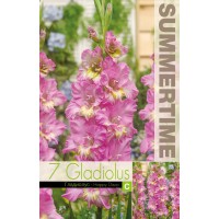 Gladiolus Ruffled Happy Disco