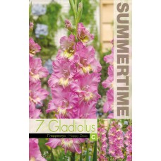 Gladiola Ruffled Happy Disco